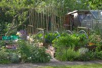 Vegetable plot in cottage garden