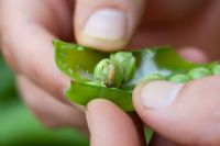 Cydia nigricana - pea moth in pea