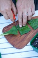 Taking leaf cuttings of Streptocarpus