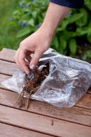 Unpacking bare rooted perennials 