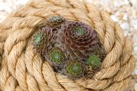 Sempervivum growing in coiled rope