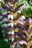 Acanthus spinosus - 'Bear's breeches'