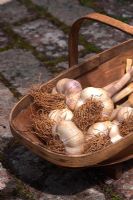 Garlic bulbs in a wooden trug 