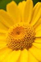 Chrysanthemum segetum - Corn marigold 