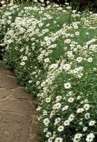 Argyranthemum gracile 'Chelsea Girl' Marguerite