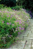 Geranium spilling over path of old york flag stones