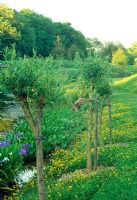 Row of young pollarded willow trees planted besides newly created water garden