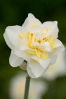 Narcissus poeticus 'Double White'