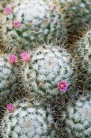 Mammillaria bombycina - Cactus