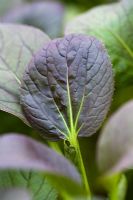 Brassica chinensis - Young baby leaves of red Pak Choi 