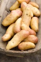 Potato 'Harlequin'
