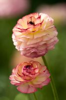 Ranunculus F1 'Friandine'
