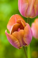 Tulipa 'Bruine Wimpel'