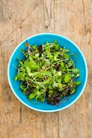 Turquoise bowl filled with microgreens - tiny baby salad leaves harvested when very young