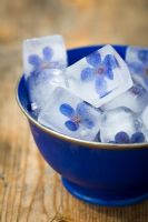 Anchusa azurea 'Dropmore' - Flower ice cubes in a blue bowl 