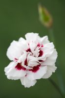 Dianthus 'Daily Mail' - Carnation