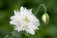 Papaver somniferum 'Swansdown' - double opium poppy