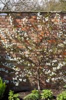 cerasus 'Morello' - Espaliered Morello cherry in blossom, fan trained against a brick wall Prunus 