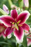 Lilium 'Flashpoint'. Oriental trumpet lily