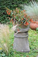 Begonia bolevensis, 'Fire Cracker' gorwing in reclaimed chimney pot amongst ornamental grasses, UK, August