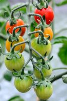Home grown Lycopersicum esculentum - Tomato 'Harlequin', ripening on the vine, Norfolk, England, July
