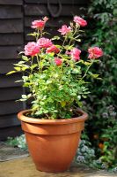 Patio Rose in terracotta pot, UK, August