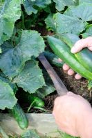 Harvesting outdoor cucumbers