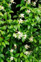 trachelospermum jasminoides - confederate jasmine