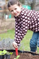 Young girl planting out Lactuca sativa - Lettuce 'Tom Thumb' into raised bed 

