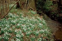 Galanthus nivalis - Common Snowdrops growing besides a stream in small woodland coppice
