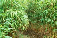 Semiarundinaria Yashadake - Bamboo 