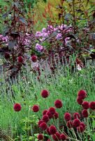 Allium Sphaerocephalum teamed with lavender and Atriplex - Red Orache