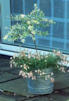 Small standard tree Salix integra 'Hakuro-Nishiki' surrounded by Diascia vigilis 'Jack Elliott' growing in galvanised bucket.