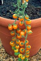 Trusses of orange Cherry Tomato  'Currant Goldrush' growing in terracotta pot