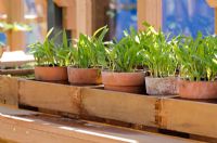 Sweetcorn seedlings growing in terracotta pots on a greenhouse shelf