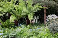 Tree ferns in woodland garden 