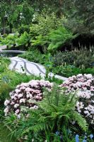 Dicksonia antarctica, Rhododendron, meconopsis and ferns in summer border by meandering modern path 