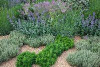 A gravel herb garden with planting including Thymus, Origanum vulgare, Rosmarinus, Borago officinalis, Nepeta, Lavandula and Elaeagnus 