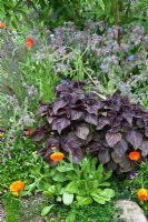 Calendula - Marigolds, Perilla frutescens, Viola tricolor and Borago officinalis - Borage.  'The Skyshades Garden - Powered by Light' - RHS Chelsea Flower Show 2011
