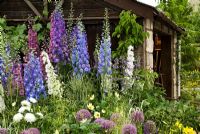 Rustic shed and informal planting of Delphinium and Alliums - 'The Bulldog Forge Garden', RHS Chelsea Flower Show 2011