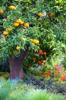 Citrus reticulata - Mandarin tree and mediterranean style planting - 'A Monaco Garden' - Gold Medal Winner, RHS Chelsea Flower Show 2011 