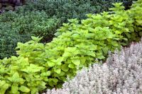 Origanum - Golden Oregano and Thymus - Thyme planted in rows - 'The B and Q Garden', Gold Medal Winner, RHS Chelsea Flower Show 2011 
 