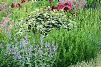 Mixed herb and flower planting in 'The B and Q Garden', Gold Medal Winner, RHS Chelsea Flower Show 2011 