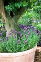 Lavandula stoechas - French Lavender underplanting potted Citrus tree  - 'The M and G Investments Garden', Silver Gilt Medal Winner, RHS Chelsea Flower Show 2011 
 