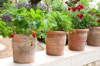 Line of terracotta pots planted with Pelorgonium - Geranium, Fragaria - Strawberries and Anthriscus cerefolium - Chervil