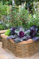 Brassica oleracea capitata 'Kalibos' - Red Cabbage in raised bed with woven willow cedar wood coping - 'The M and G Investments Garden', Silver Gilt Medal Winner, RHS Chelsea Flower Show 2011 
