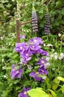 Clematis 'Kingfisher' and Lupinus