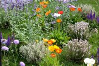 Herbs and annuals - Papaver nudicaule - Iceland Poppy, Thymus vulgaris, Thymus vulgaris 'Silver Queen' - Thymes, Nepeta- Catmint, Scabiosa and Salvia - Sages