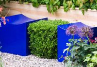 Blue wooden seats with Buxus - Box cubes  - 'The Magistrates Garden', Silver Gilt Medal Winner, RHS Chelsea Flower Show 2011. Planting includes Buxus sempervirens, Epimedium rubrum, Dicentra formosa 'Bacchanal' and Verbascum 'Helen Johnson'
