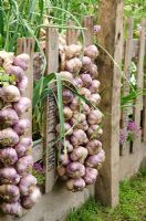 Garlic plaits hanging from a wooden fence in the 'Garlic Lover's Garden', the Garlic Farm - RHS Hampton Court Flower Show 2011
 